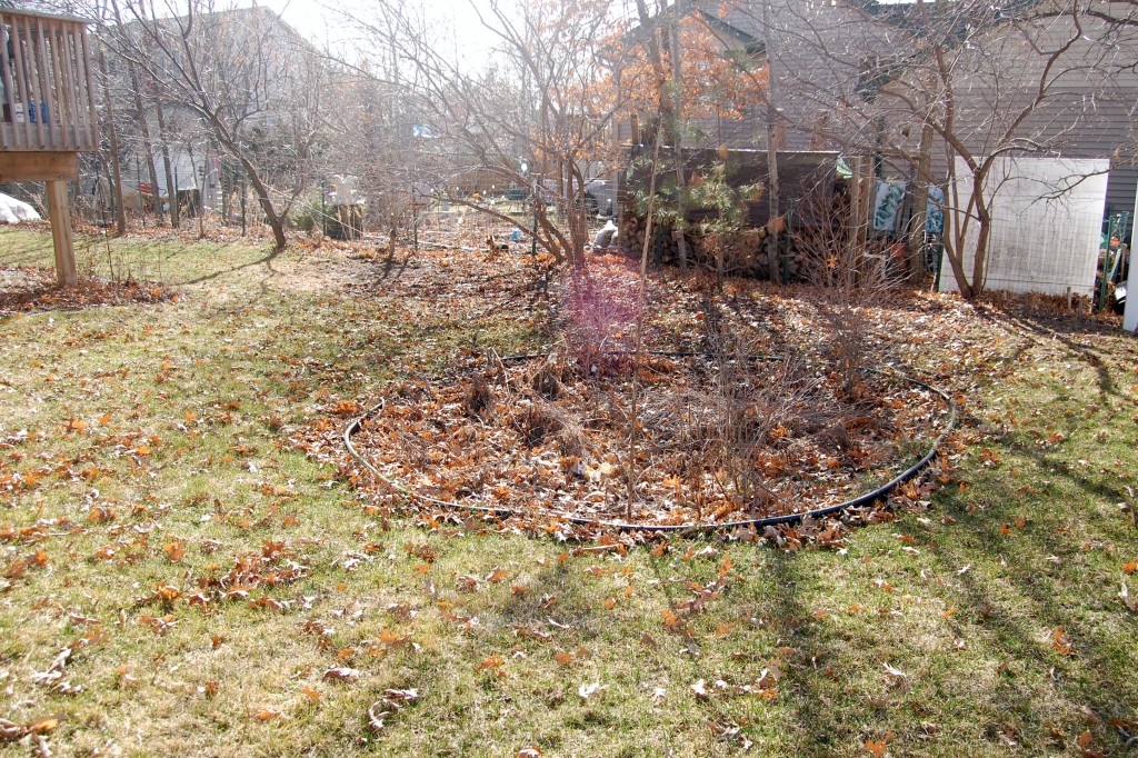 Overgrown Rain Garden 2010