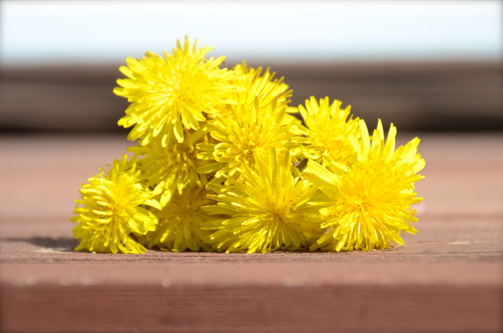 Dandelion bouquet 