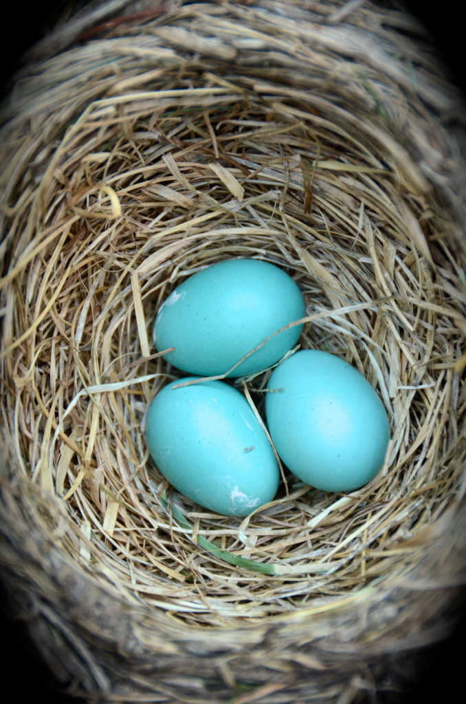 robin's nest with eggs