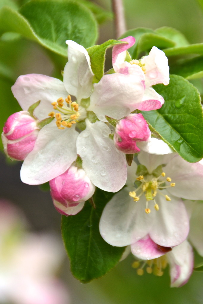 apple blossoms 