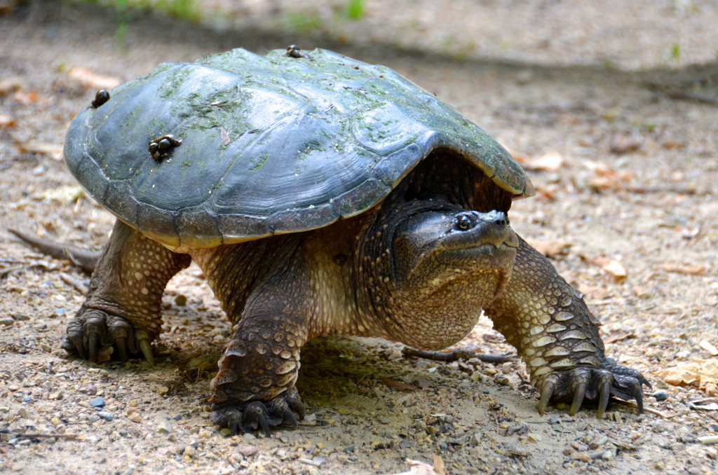 Snapping Turtle